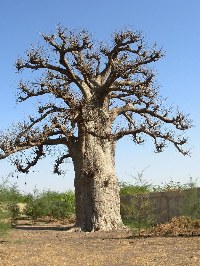 Le Baobab De Nianing Hotel Exterior photo